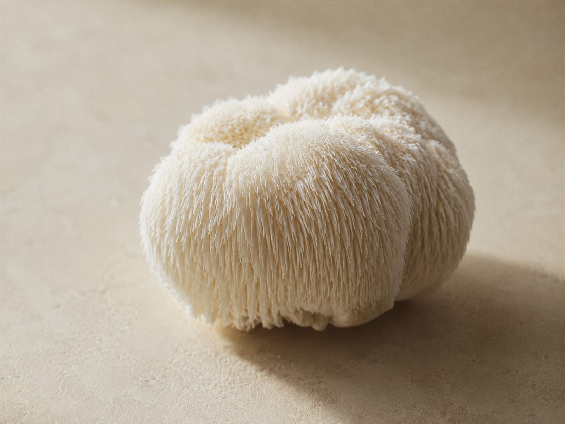 Lion's mane mushroom